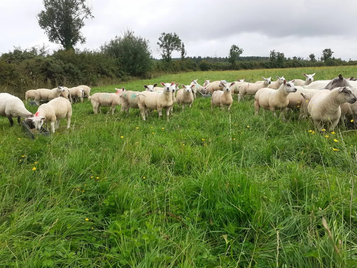40 ewe & weather Lambs - Image 2
