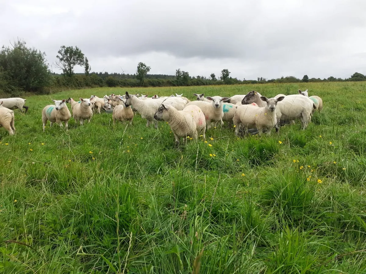 40 ewe & weather Lambs - Image 3