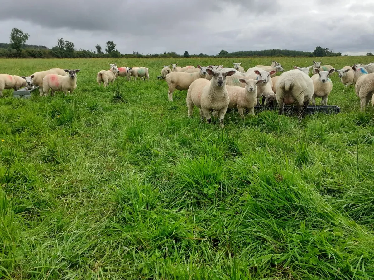 40 ewe & weather Lambs - Image 4