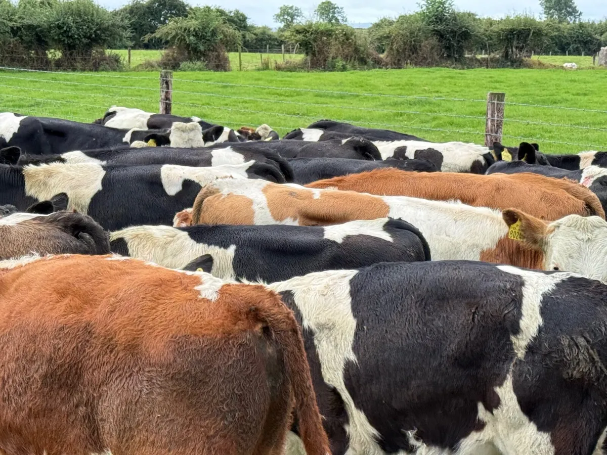 24 SIMMENTAL  WEANLINGS ( 200 KGS ) - Image 3