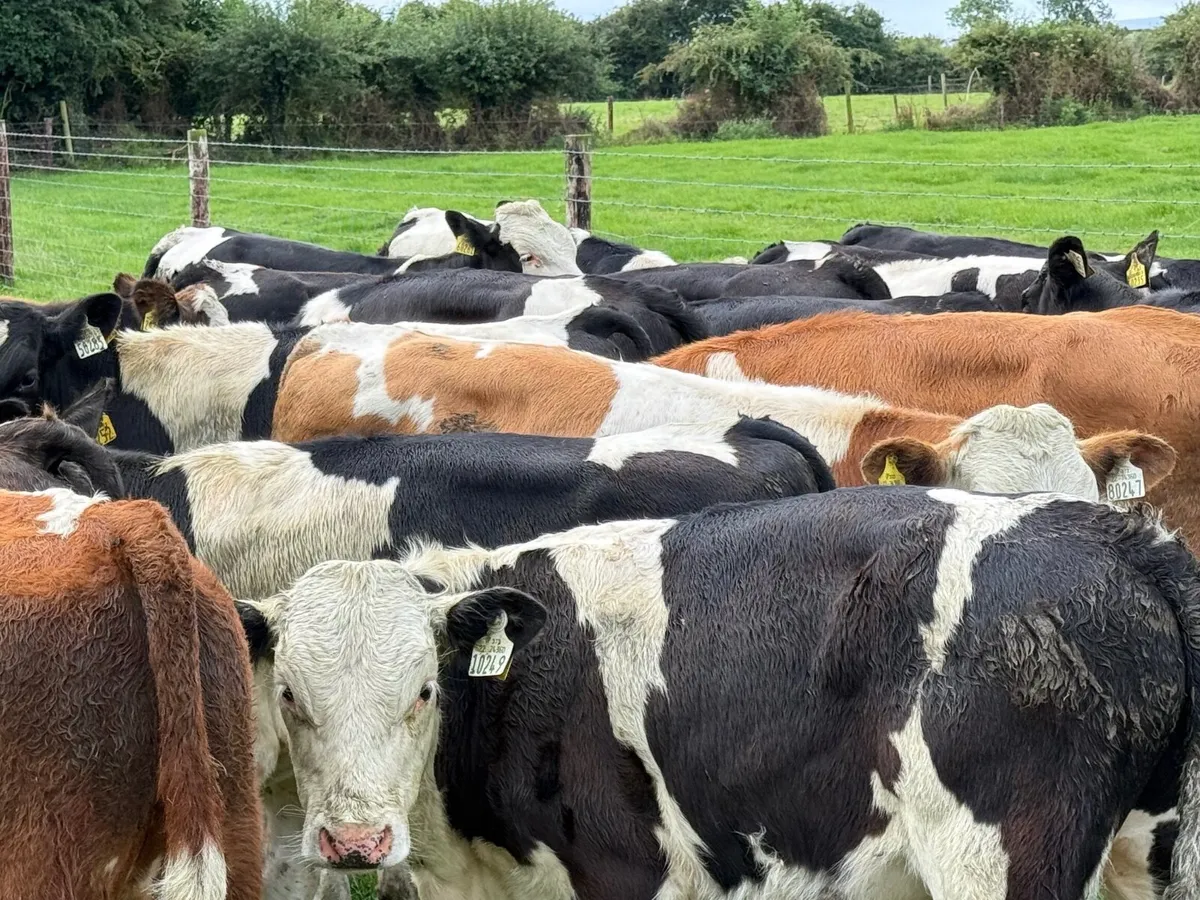 24 SIMMENTAL  WEANLINGS ( 200 KGS ) - Image 1