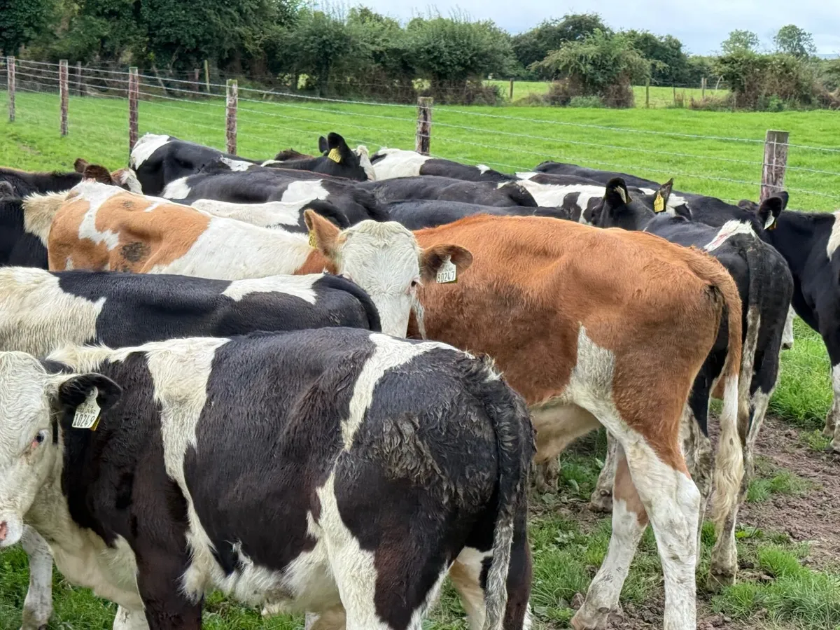 24 SIMMENTAL  WEANLINGS ( 200 KGS ) - Image 4