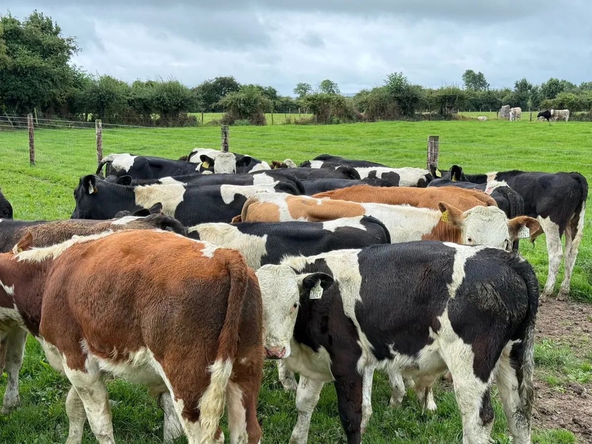 24 SIMMENTAL  WEANLINGS ( 200 KGS ) - Image 2