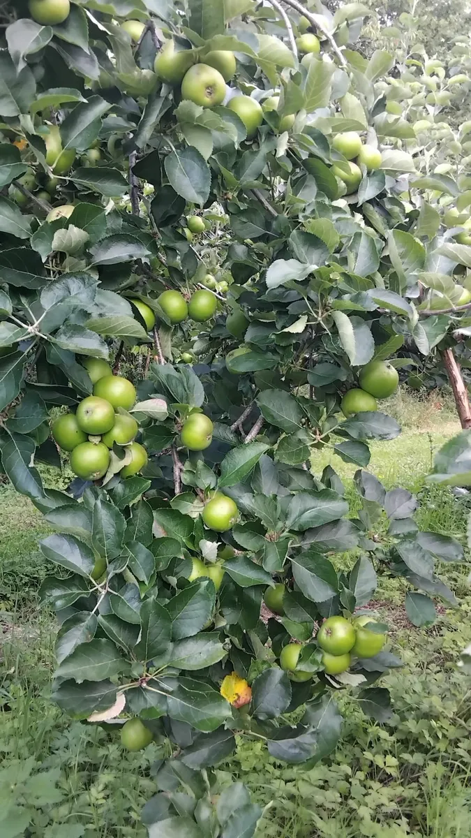 Apples for cider - Image 1