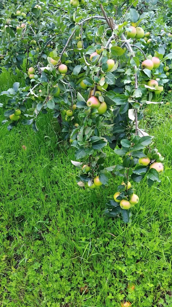 Apples for cider - Image 2