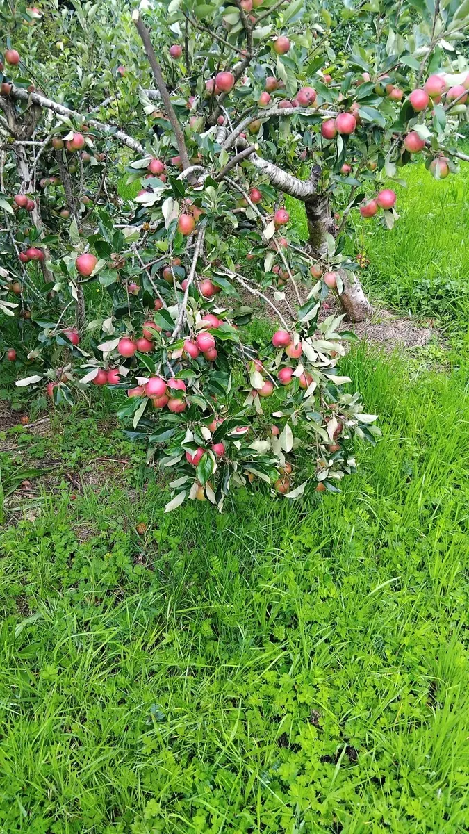 Apples for cider - Image 3