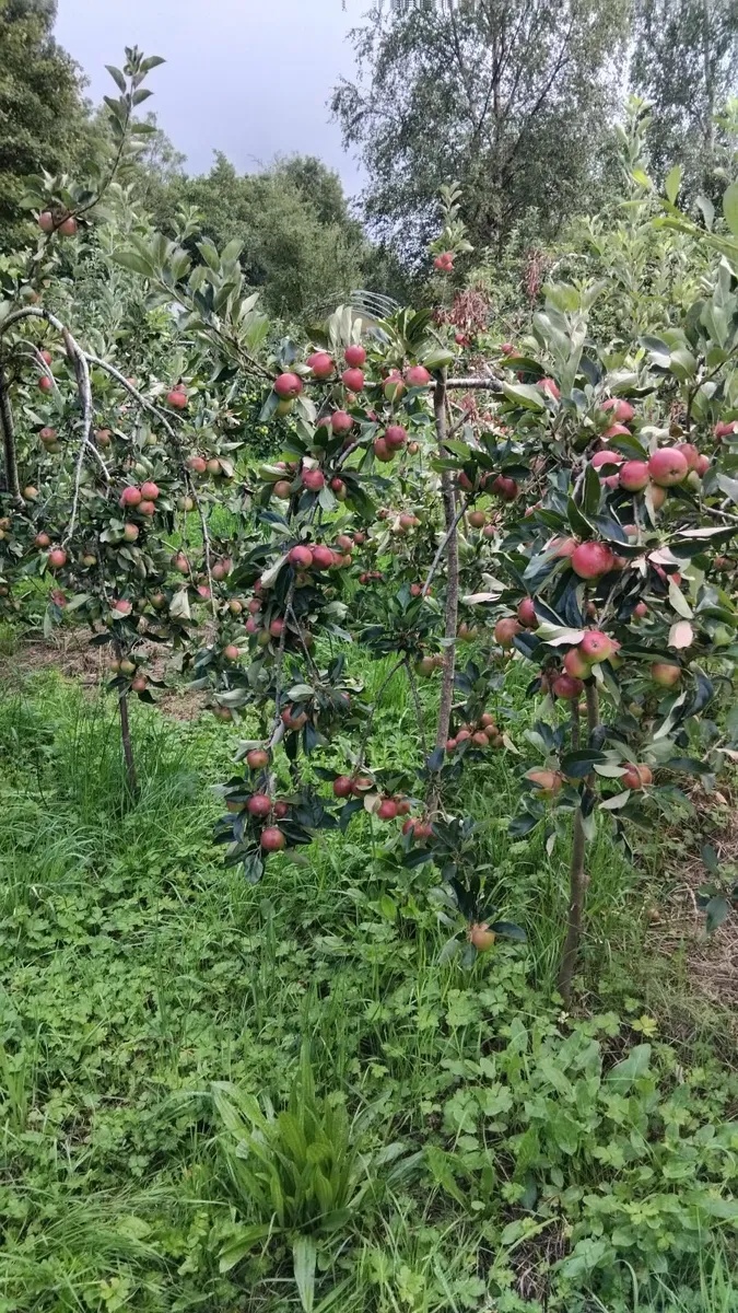 Apples for cider - Image 4