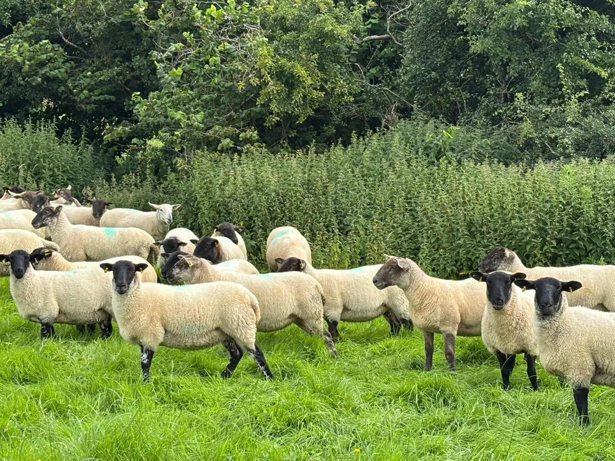 Suffolk X Hoggetts for Ballymote Mart Tues pm. - Image 1