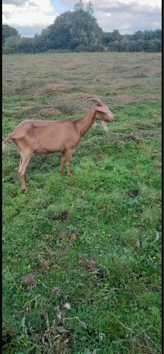 Goats - Image 1