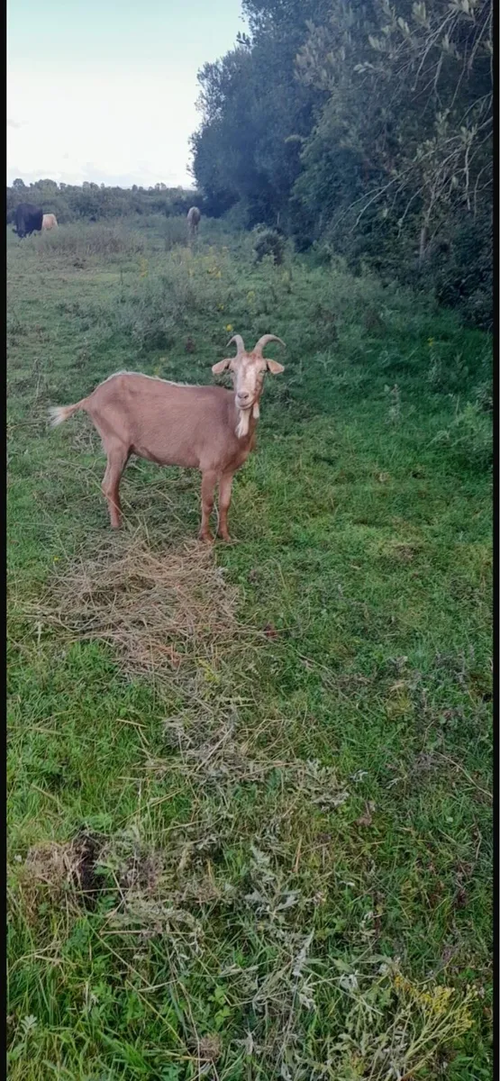 Goats - Image 2