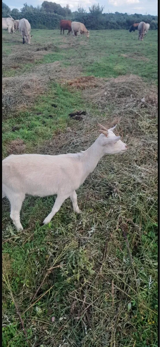 Goats - Image 3