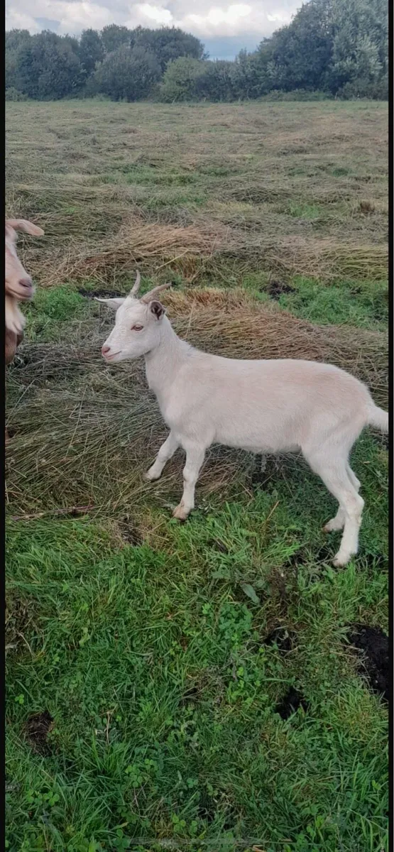 Goats - Image 4