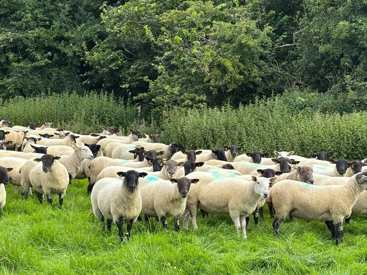 Suffolk X Hoggetts for Ballymote Mart Tues pm. - Image 2