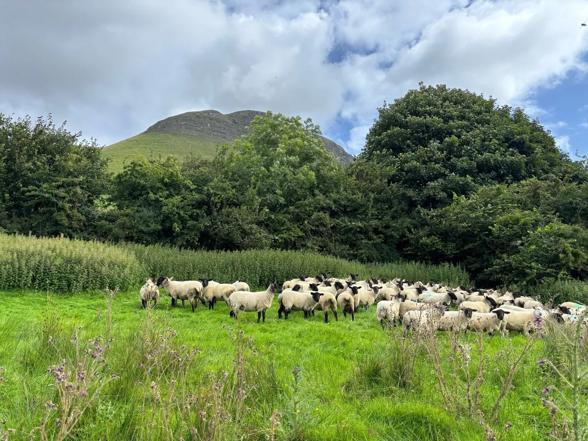 Suffolk X Hoggetts for Ballymote Mart Tues pm. - Image 4
