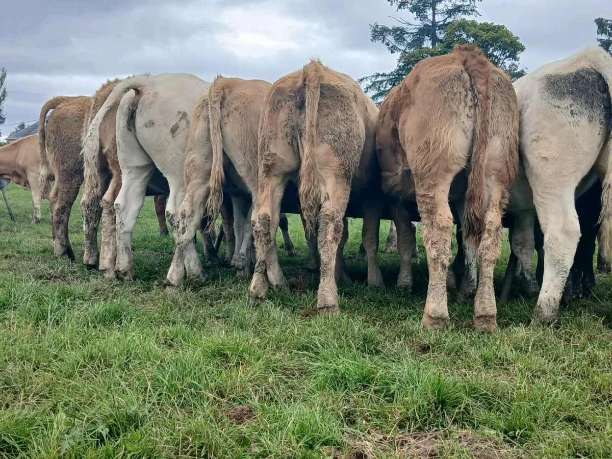 30 Super Heifer Weanlings - Image 1