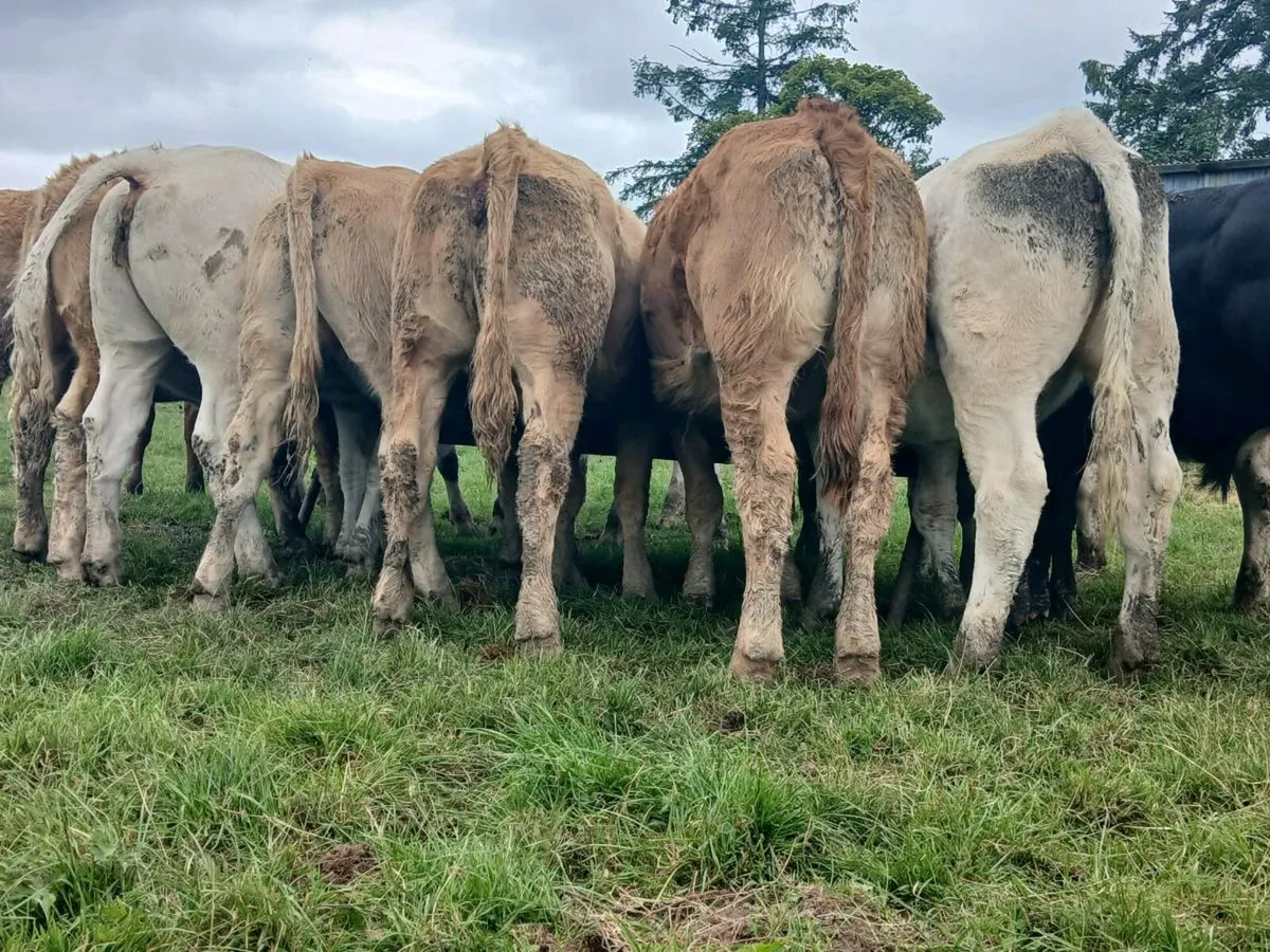 30 Super Heifer Weanlings - Image 2