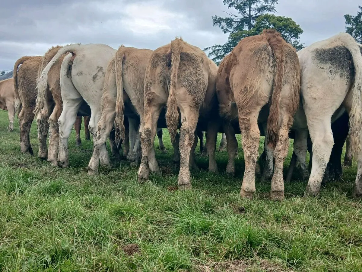 30 Super Heifer Weanlings - Image 3