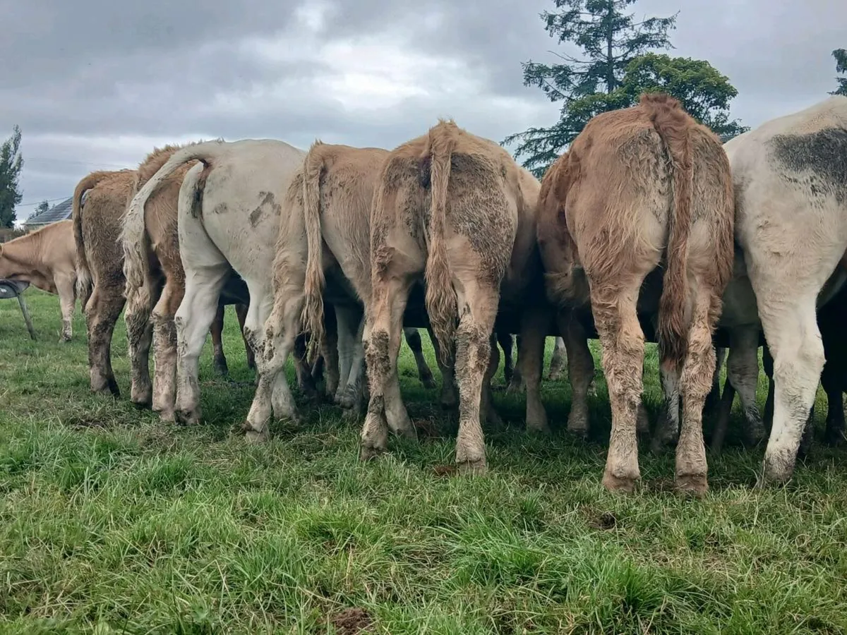 30 Super Heifer Weanlings - Image 4