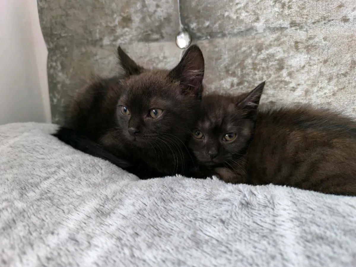 Kittens - Image 1