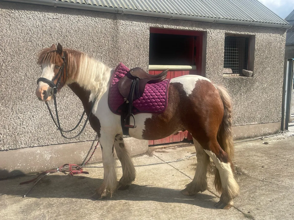 Cob pony - Image 1