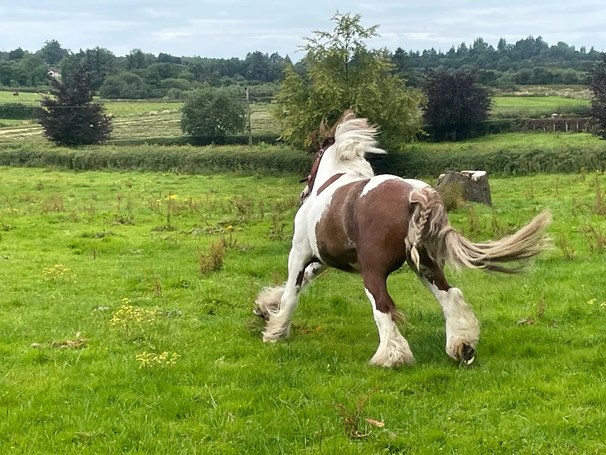 Cob pony - Image 2