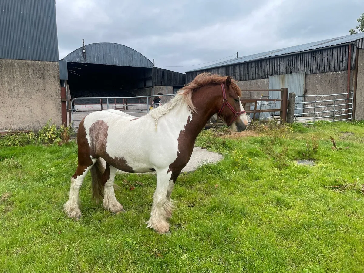 Cob pony - Image 4