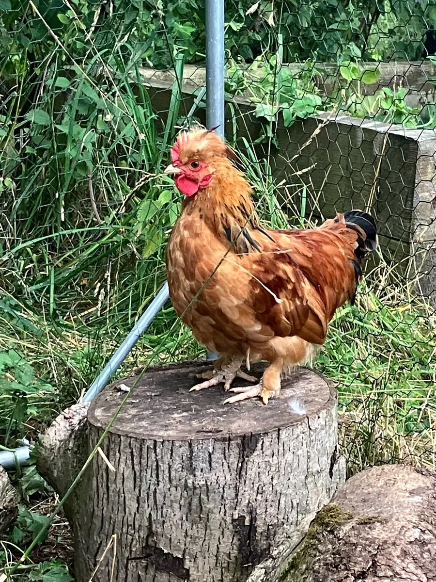 2 month old Bantam rooster - Image 1