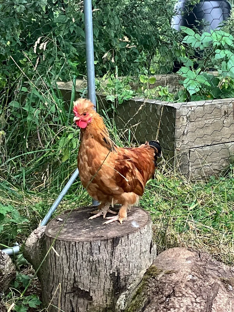 2 month old Bantam rooster - Image 2