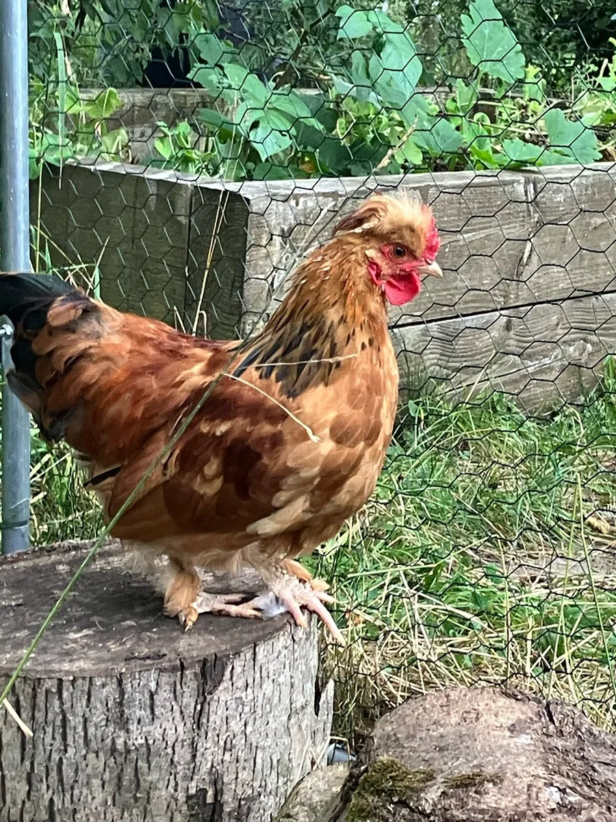 2 month old Bantam rooster - Image 3