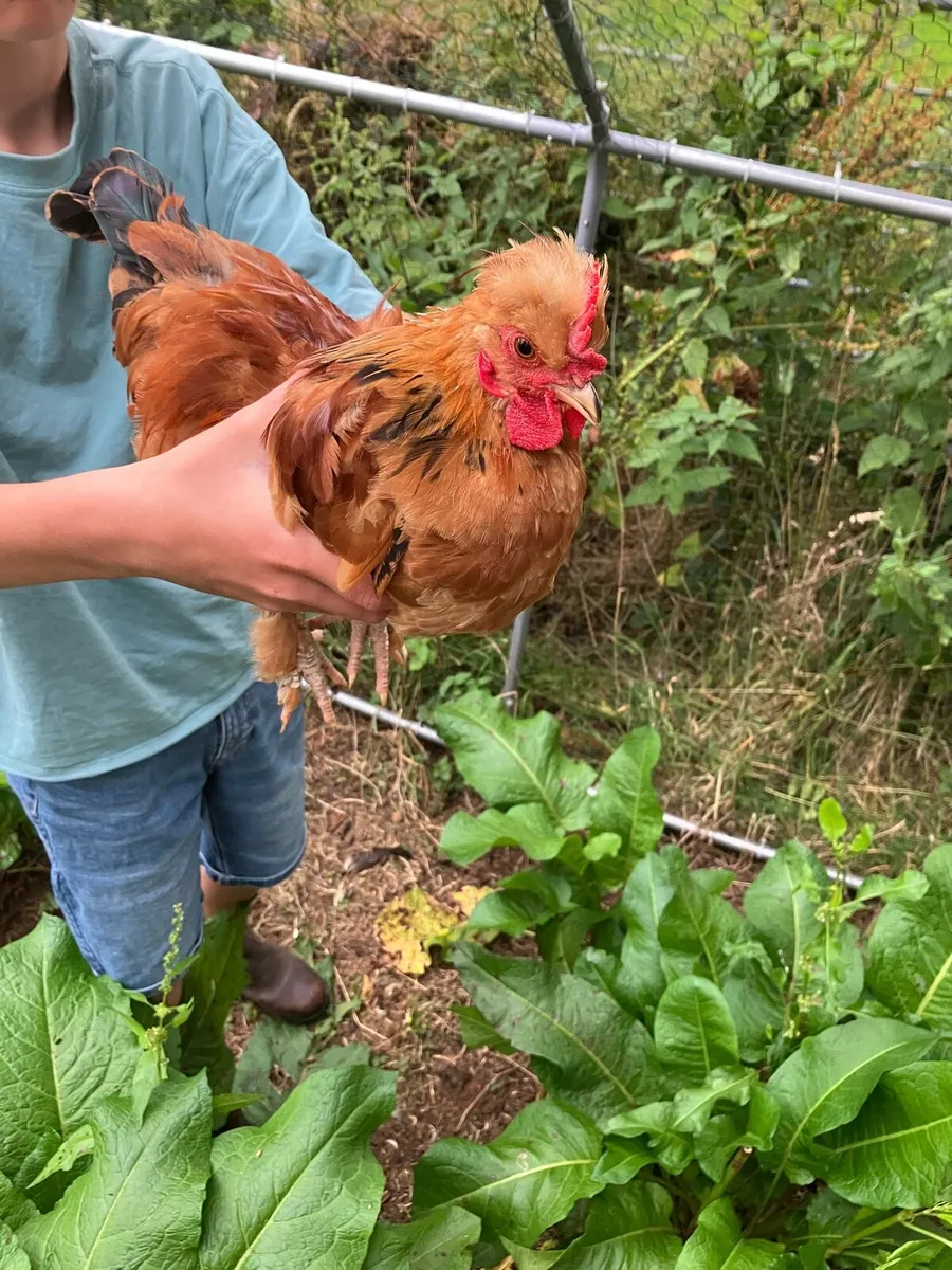 2 month old Bantam rooster - Image 4