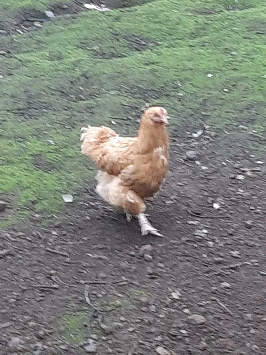Poultry - Image 2