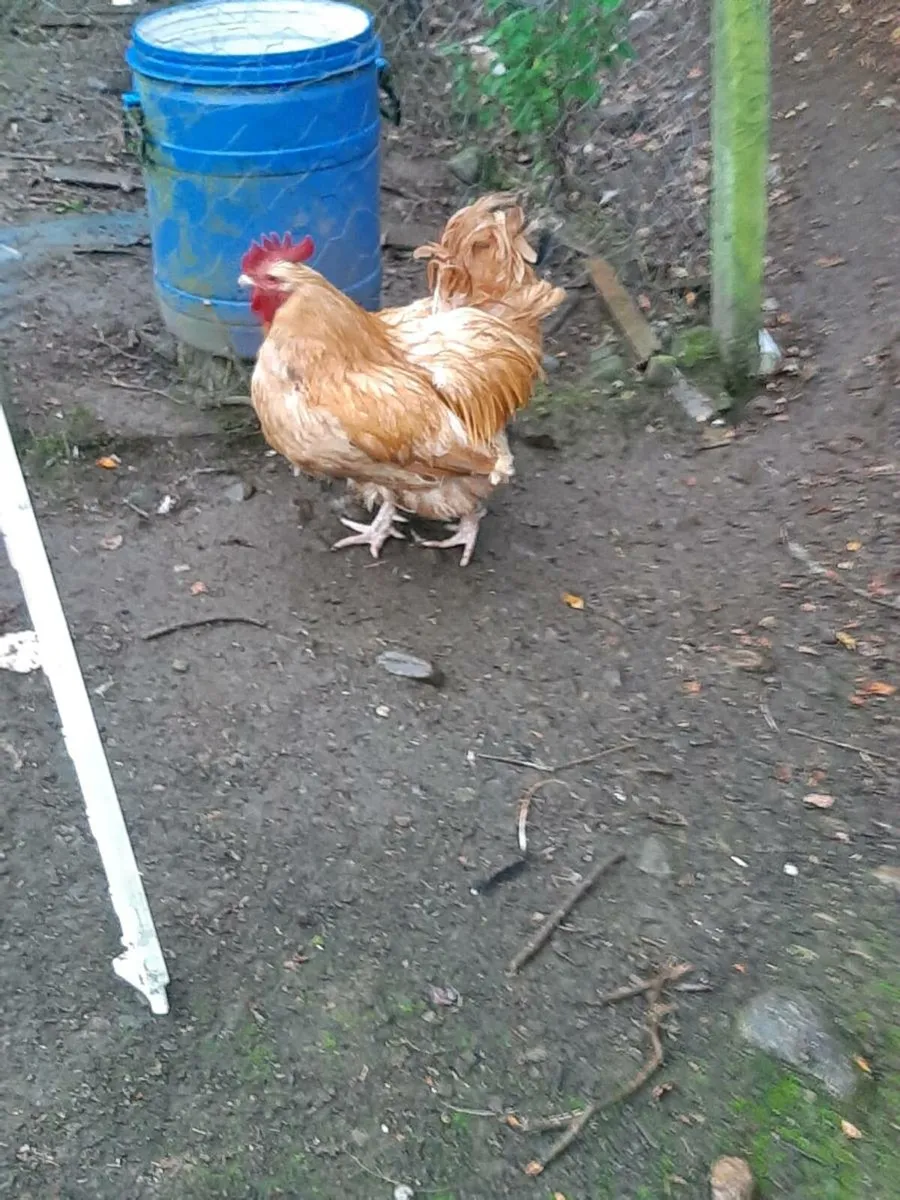Poultry - Image 3