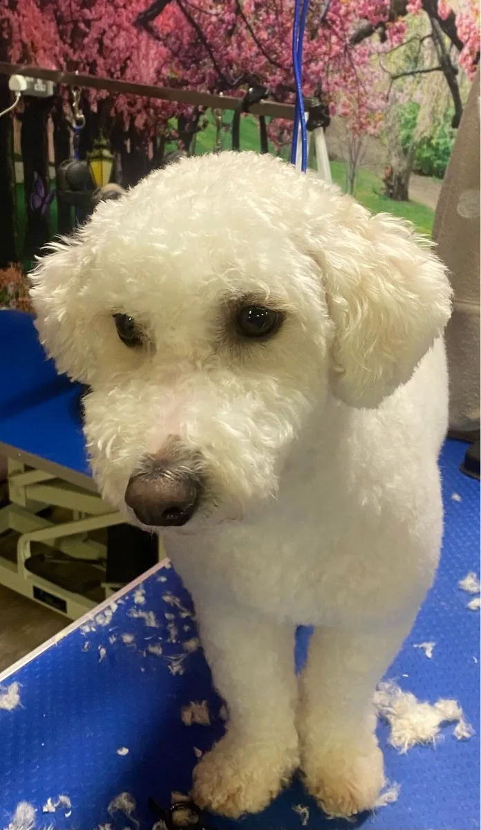 Dog Groomer available - Image 1