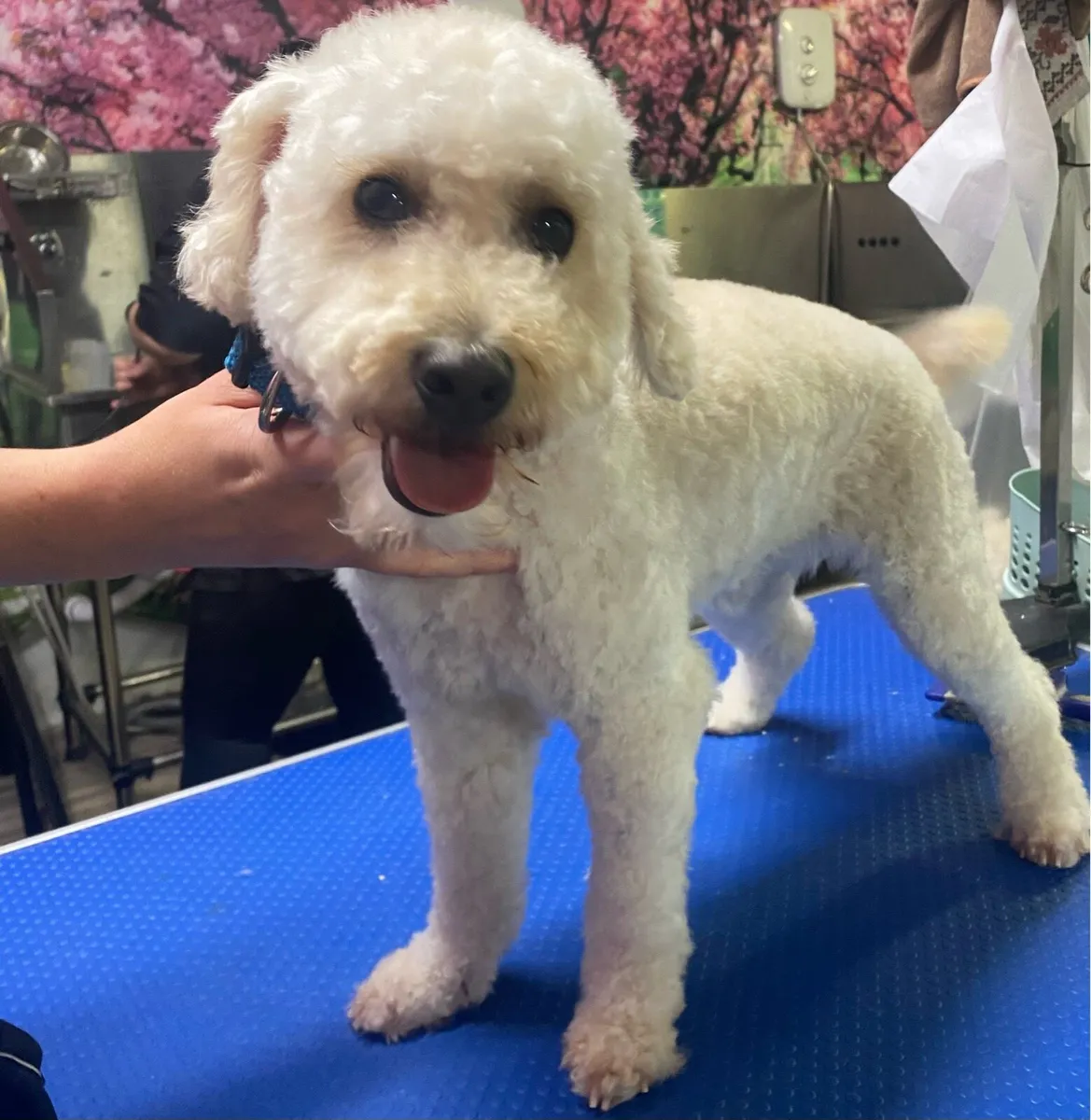 Dog Groomer available - Image 2