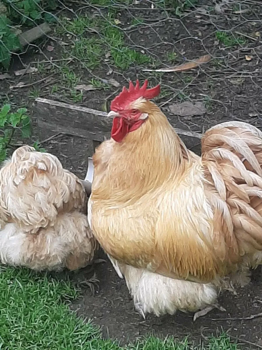 Poultry - Image 1