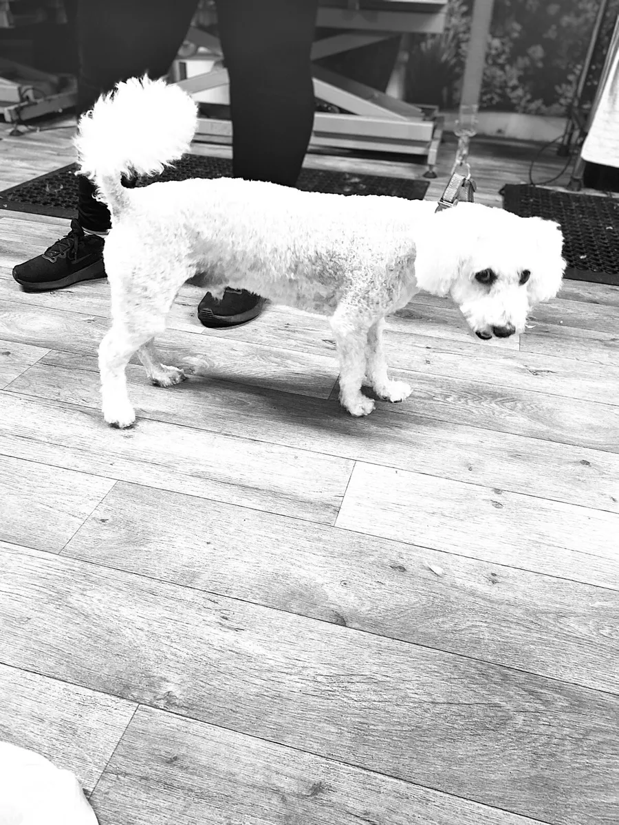 Dog Groomer available - Image 3