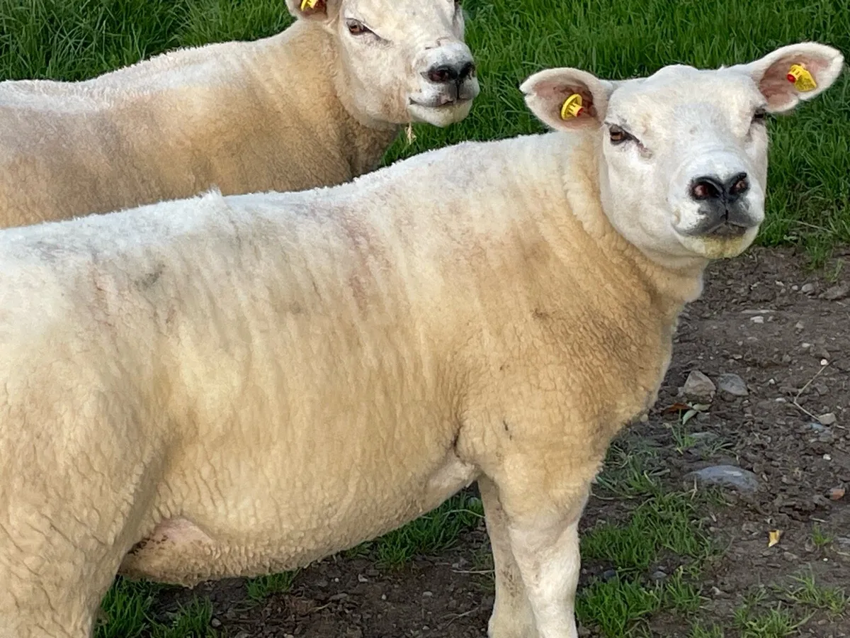 Ewes - Image 1