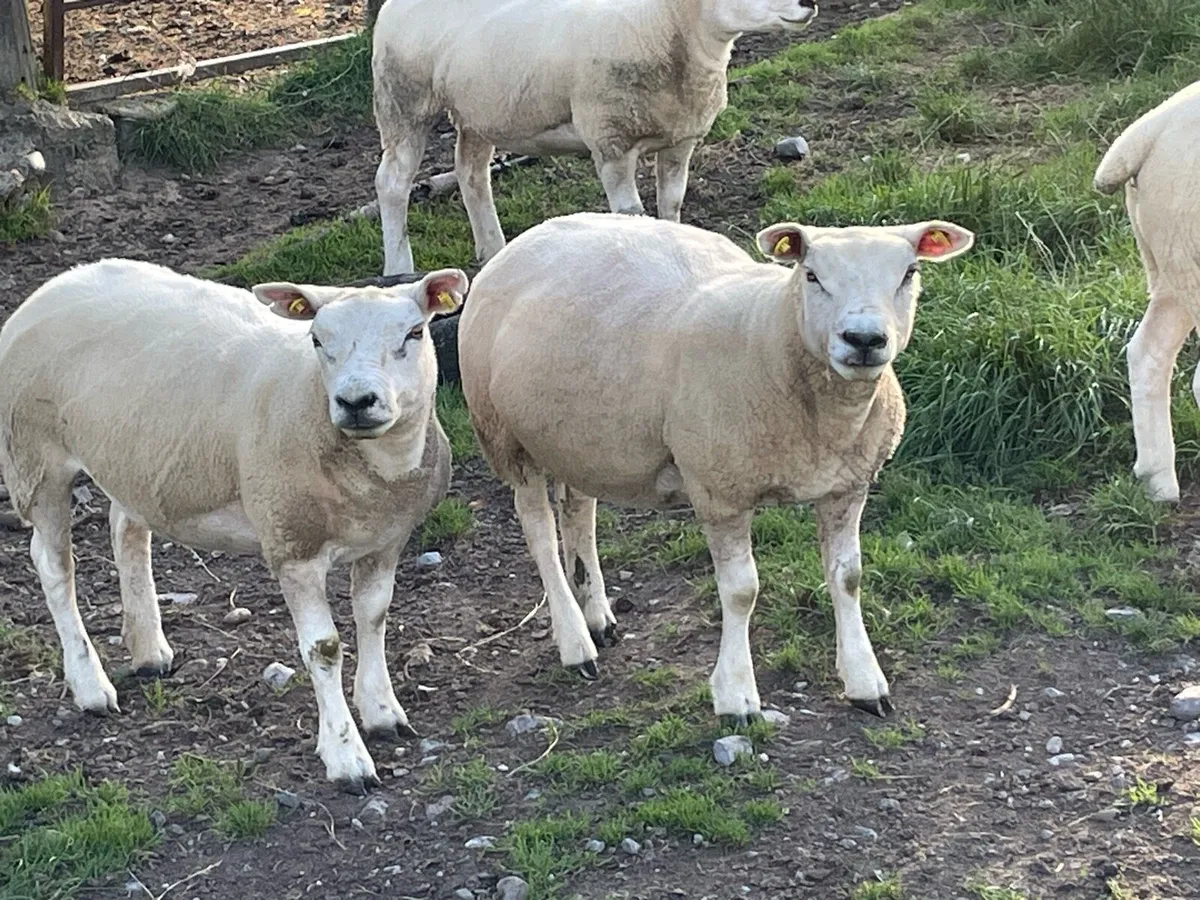 Ewes - Image 2