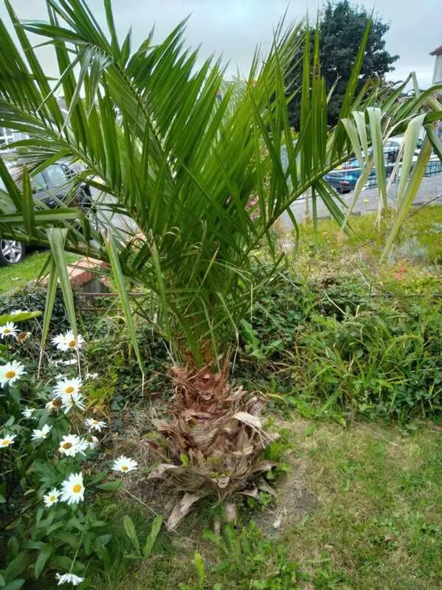 Exotic palm for sale