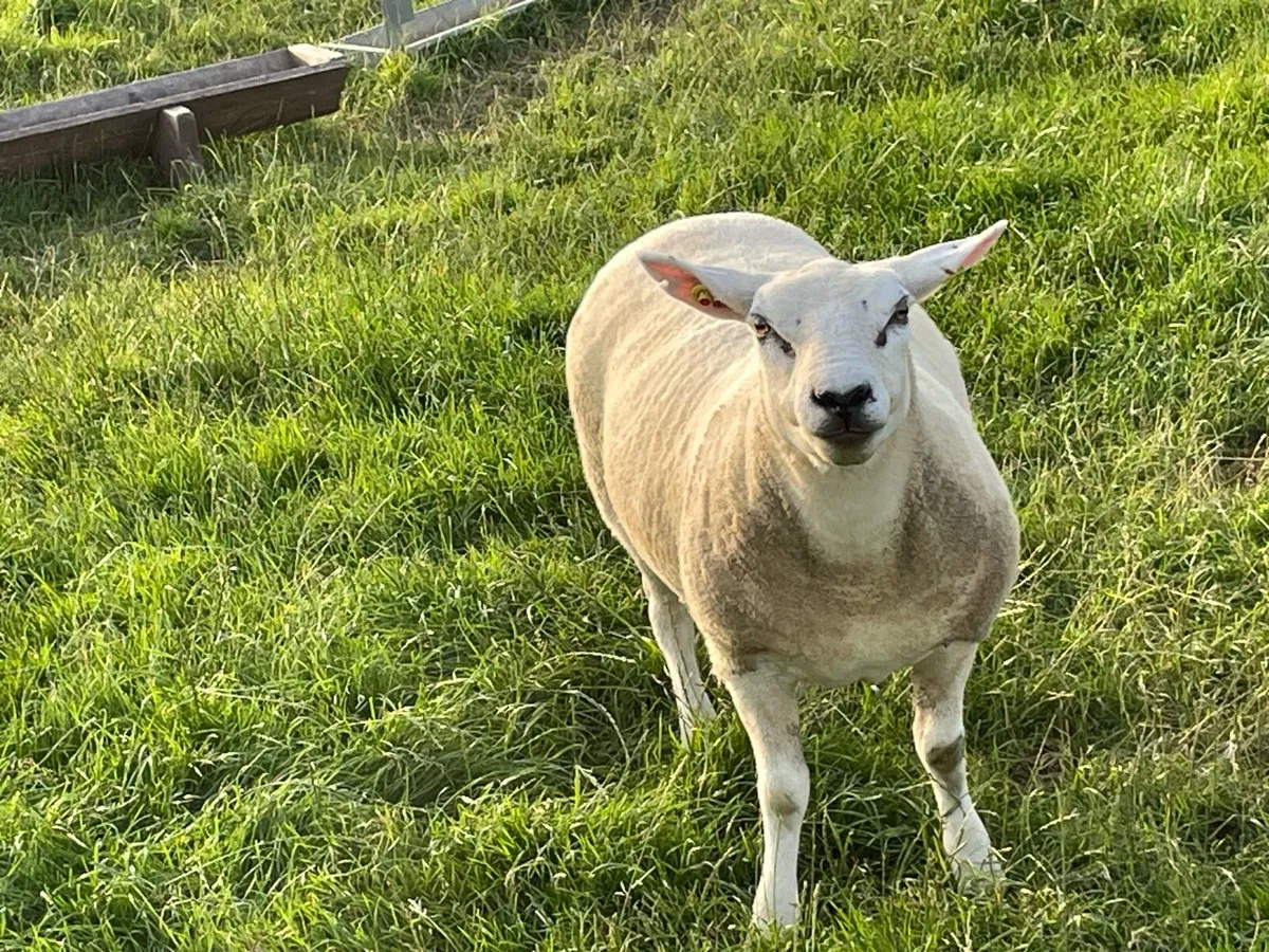 Ewes - Image 3