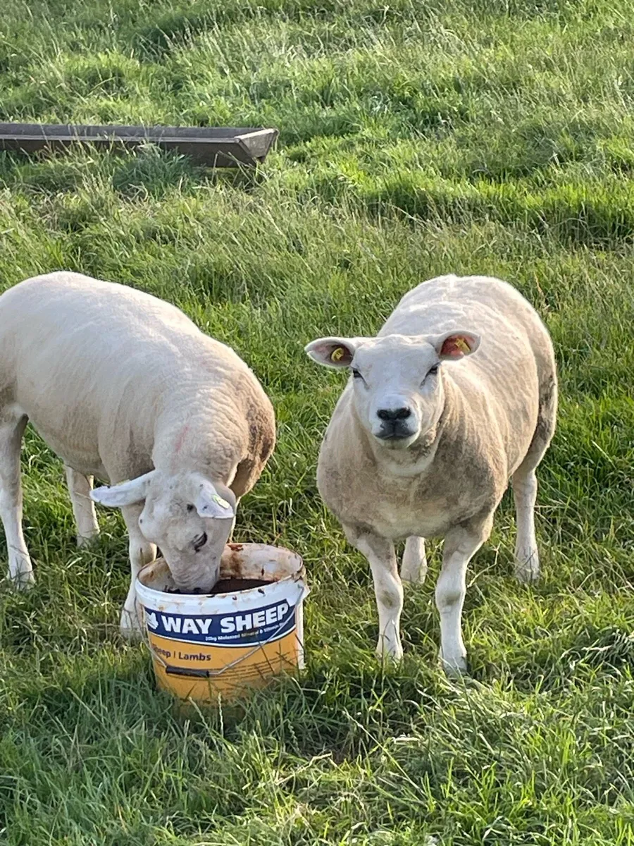 Ewes - Image 4