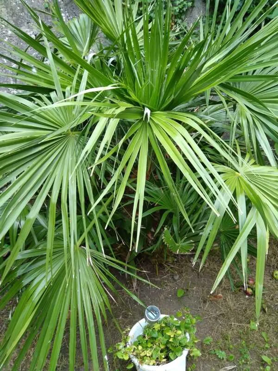 Exotic palm for sale