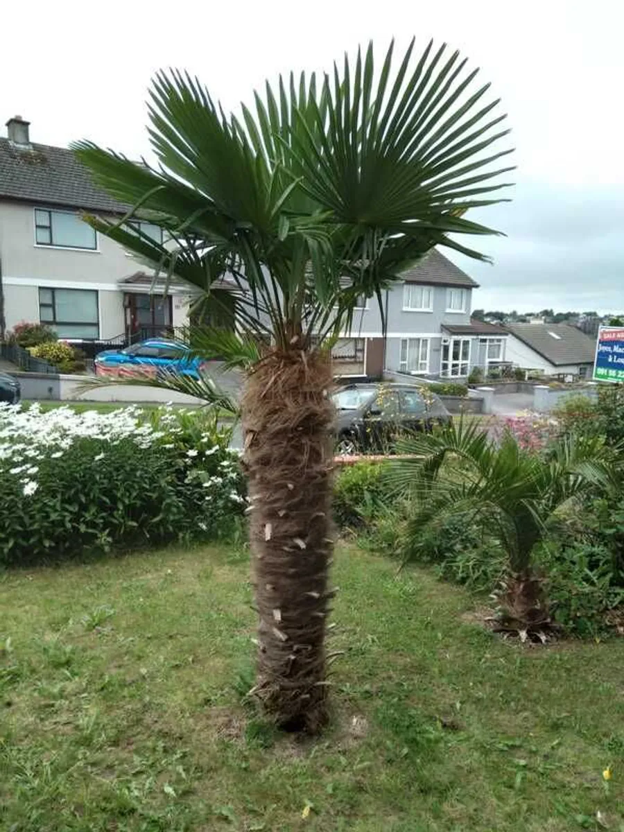 Exotic palm for sale