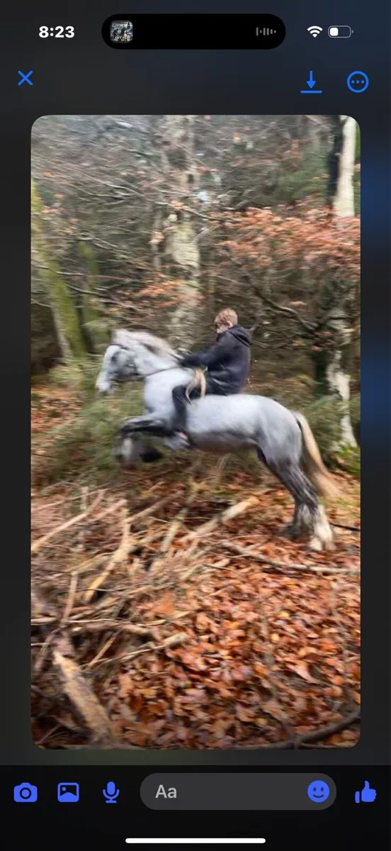 Pony - Image 1