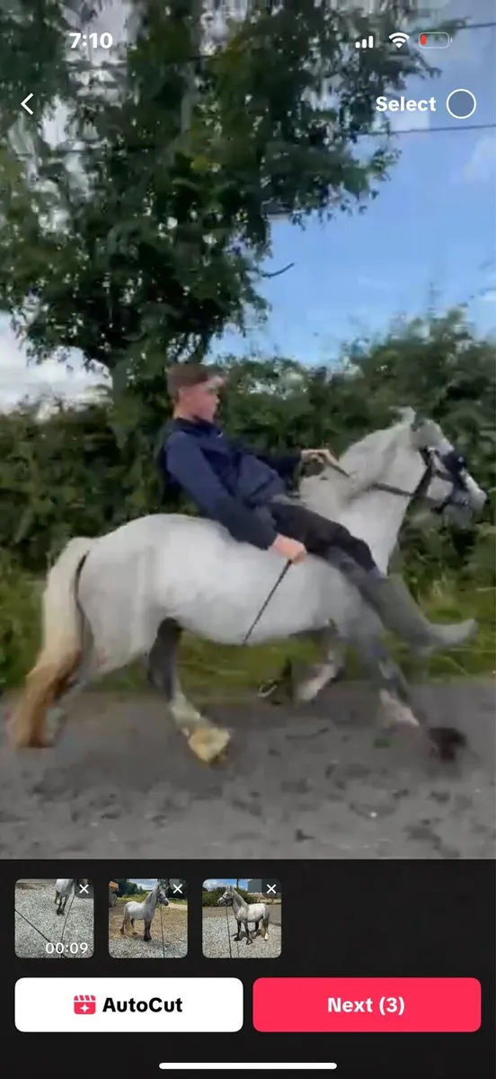 Pony - Image 2