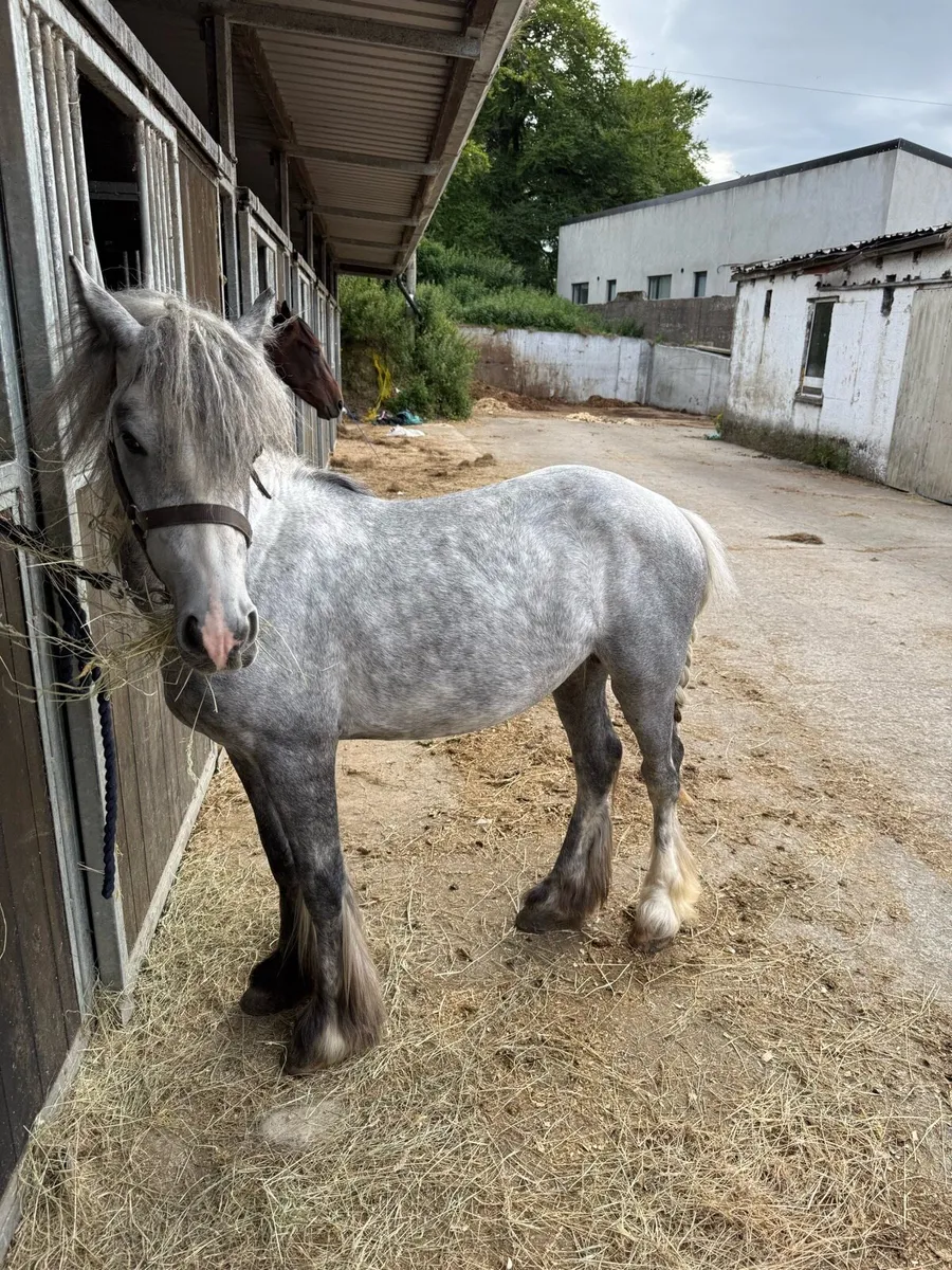 Pony - Image 4
