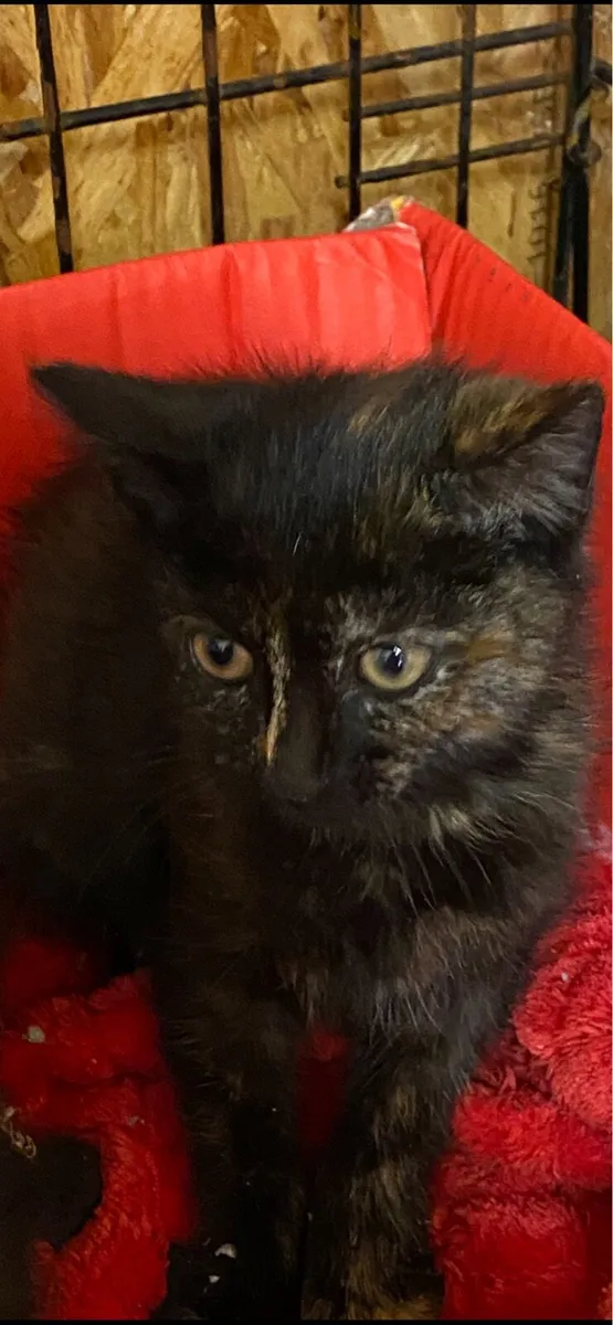 Kitten
