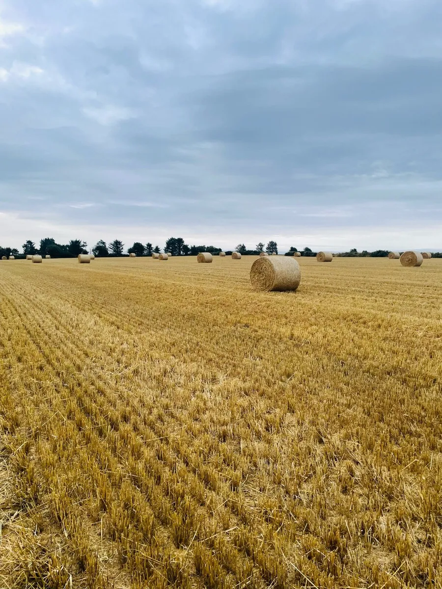 Barley Straw - Image 1