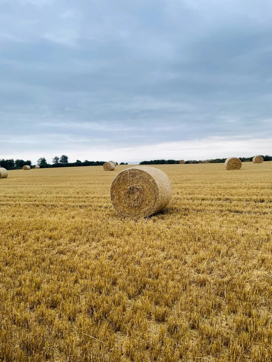 Barley Straw - Image 2