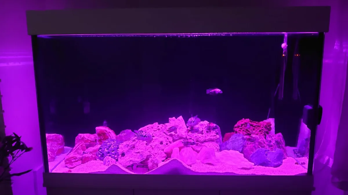 FISH TANK 460 L - Image 4